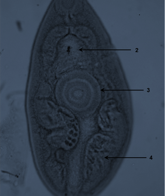 Detection of Paragonimus mexicanus (Trematoda) metacercariae in crabs from Oaxaca, Mexico